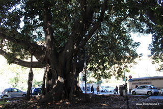 Ficus santa Maria di Gesu